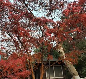 布局安防基建！天翼视联增资背后，藏着中国电信转型野心，并吸引了海康威视、诚通混改基金、沐曦股份等六家重量级投资者