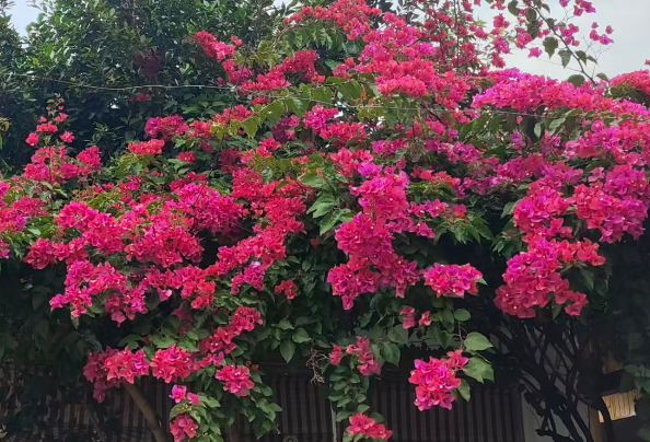 无界动力完成新一轮融资，天使轮累计融资超2亿美元